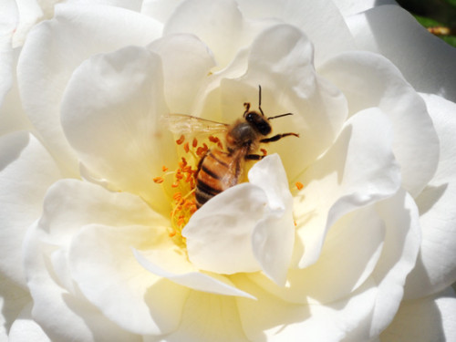 Iran Shiraz Gardens Bee