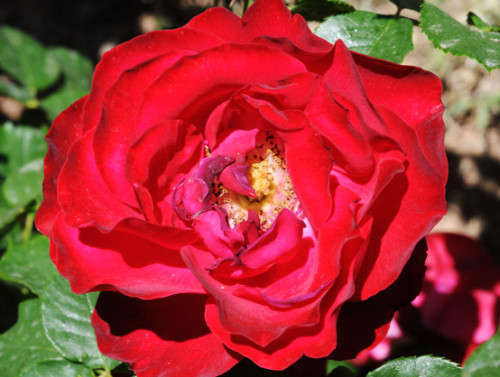 Iran Shiraz Gardens Rose
