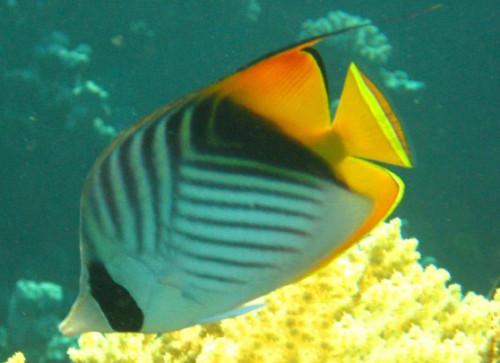 Egypt Red Sea Angel Fish