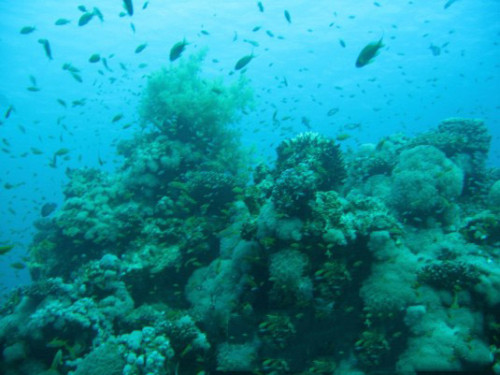 Egypt Red Sea Coral