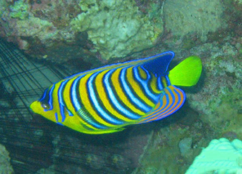 Egypt Red Sea Emperor Angel
