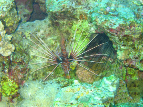 Egypt Red Sea Lion Fish