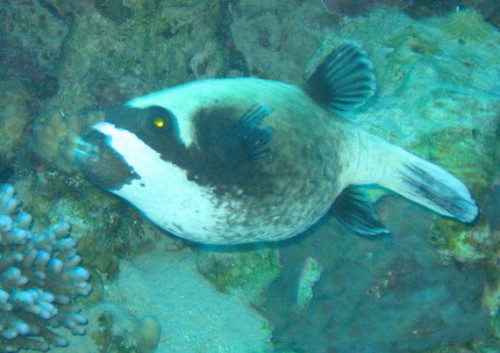 Egypt Red Sea Puffer Fish