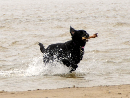 Oregon-Cannon-Beach-Dog2