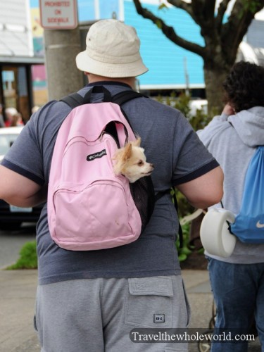 Oregon-Seaside-Dog