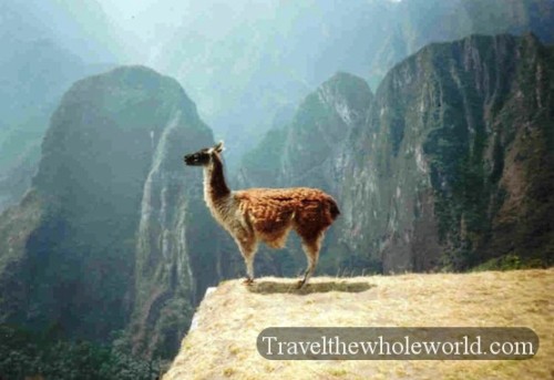Peru-llama