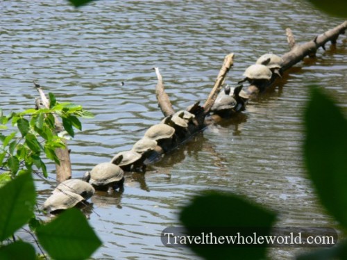 USA_Virginia_Turtles