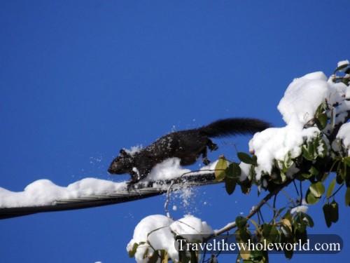 Virginia-Black-Squirrel-Power-Lines