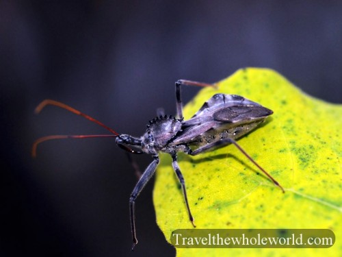 Virginia-Assassin Bug