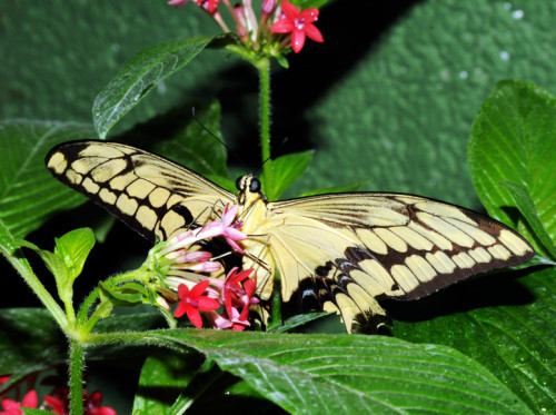Natural Bridge Butterflies