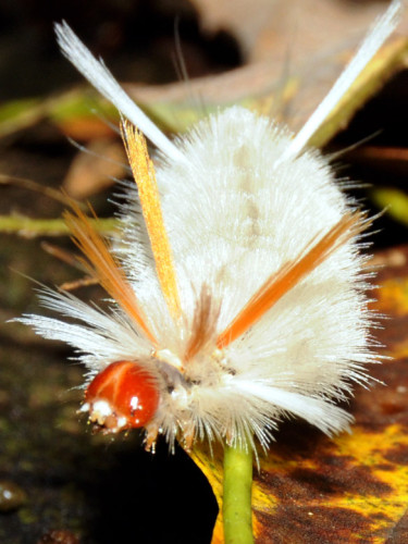 Virginia Natural Bridge Caterpillar