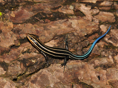 Virginia Natural Bridge Five Lined Blue Skink