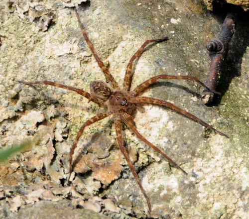 Virginia-Natural-Bridge-Spider
