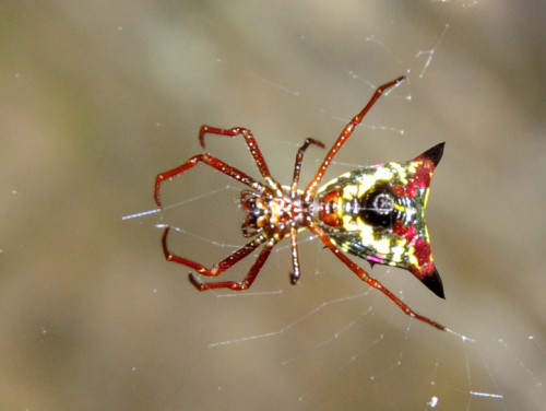 Virginia-Natural-Bridge-Spider-Arrow-Head
