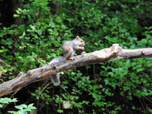 Virginia Natural Bridge Squirrel