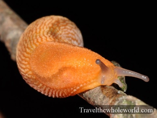 Virginia-Slug