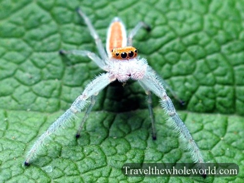 Virginia-Spider-Two-Striped-Telamonia