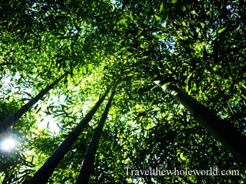 Virginia-Springfield-Bamboo-Canopy