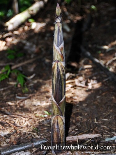 Virginia-Springfield-Bamboo-Shoot