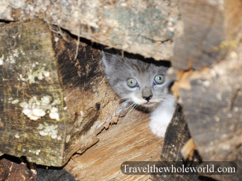 Virginia-Springfield-Feral-Cat