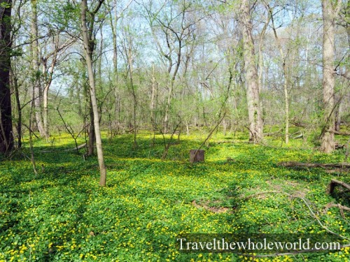 Virginia-Springfield-Spring
