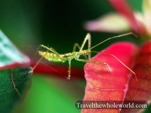 Virginia_Bug_Green