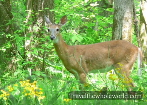 Virginia_Deer