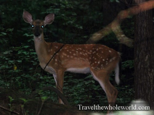 Virginia_Deer_Young
