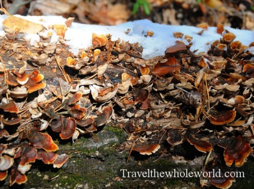 Alabama Forest Snow Fungus