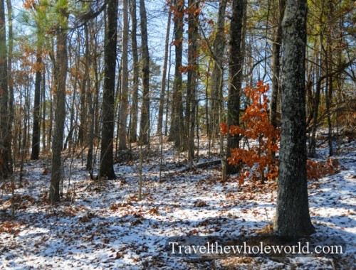 Alabama Winter Forest