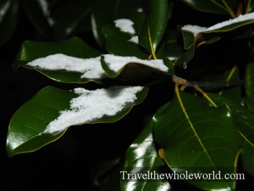 Alabama Birmingham Snow Leaves