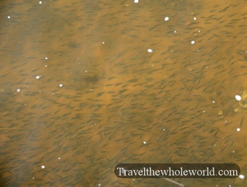 Alabama Tensaw River Fish
