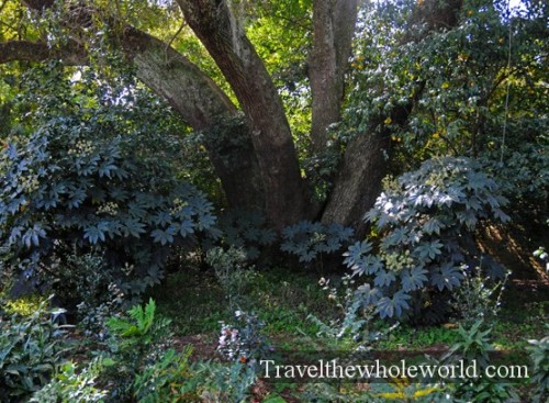 Alabama Mobile Bellingrath Tree