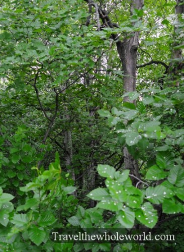Alaskan Forests