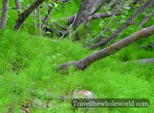 Alaskan Forests