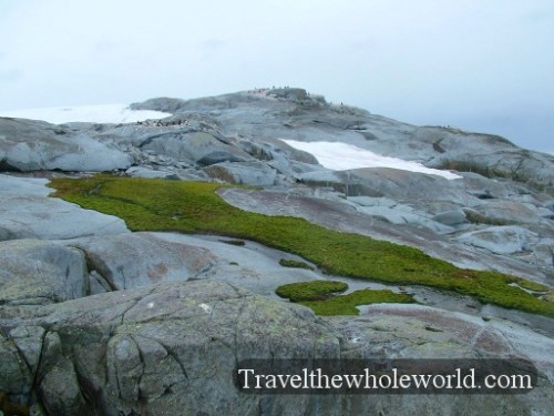 Antarctica Moss
