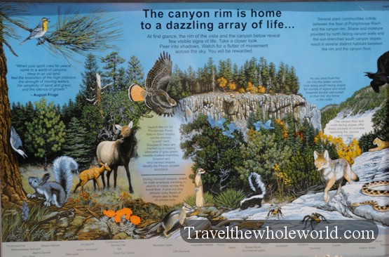 Wildlife information sign in the high-elevation forests of northern Arizona