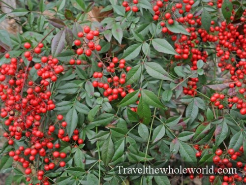 Arkansas Hot Springs Berries