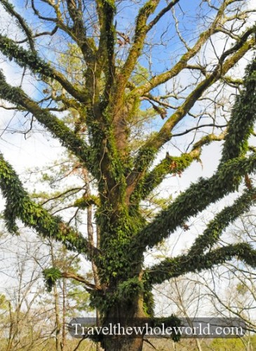 Arkansas Hot Springs Tree