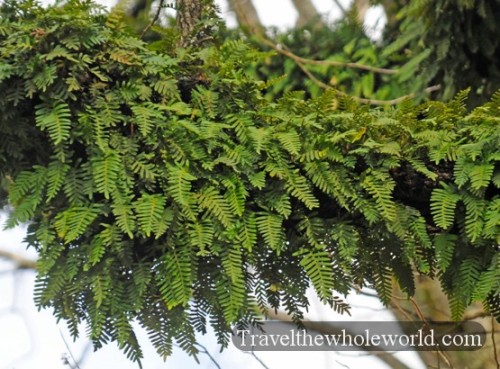 Arkansas Hot Springs Tree Fern