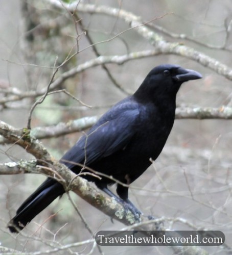 Arkansas Lake Ouachita Crow