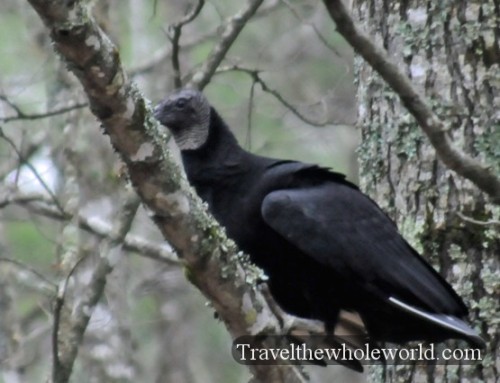 Arkansas Lake Ouachita Vulture