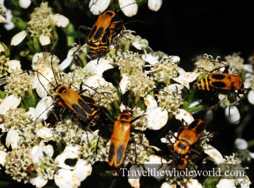 Arkansas Ozarks Bugs