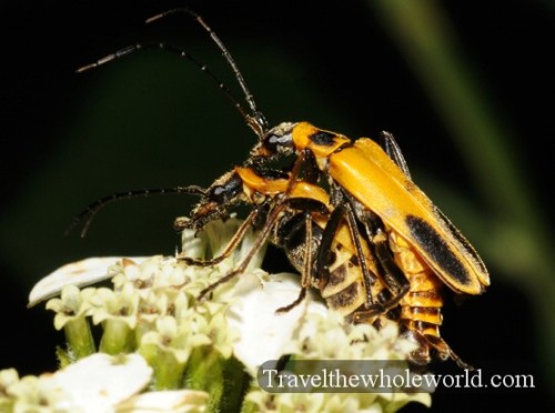 Arkansas Ozarks Bugs Mating
