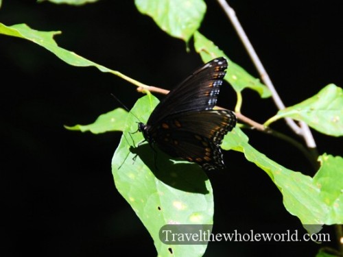 Arkansas Ozarks Butterfly