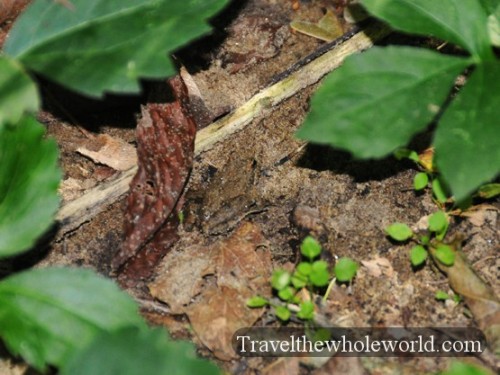 Arkansas Ozarks Frog