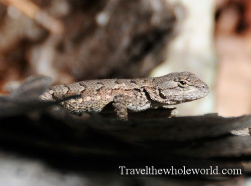 Arkansas Ozarks Lizard
