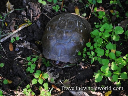 Arkansas Ozarks Turtle