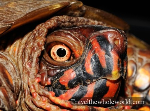 Box Turtle