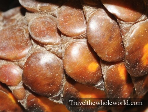 Turtle Scales